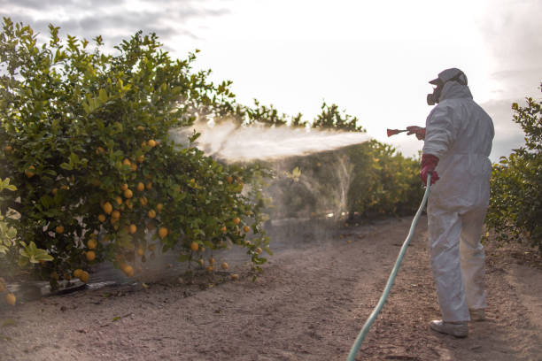 Best Termite Control Services  in Kdeer, IL