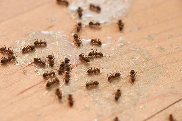 Best Affordable Pest Control Services  in Kdeer, IL